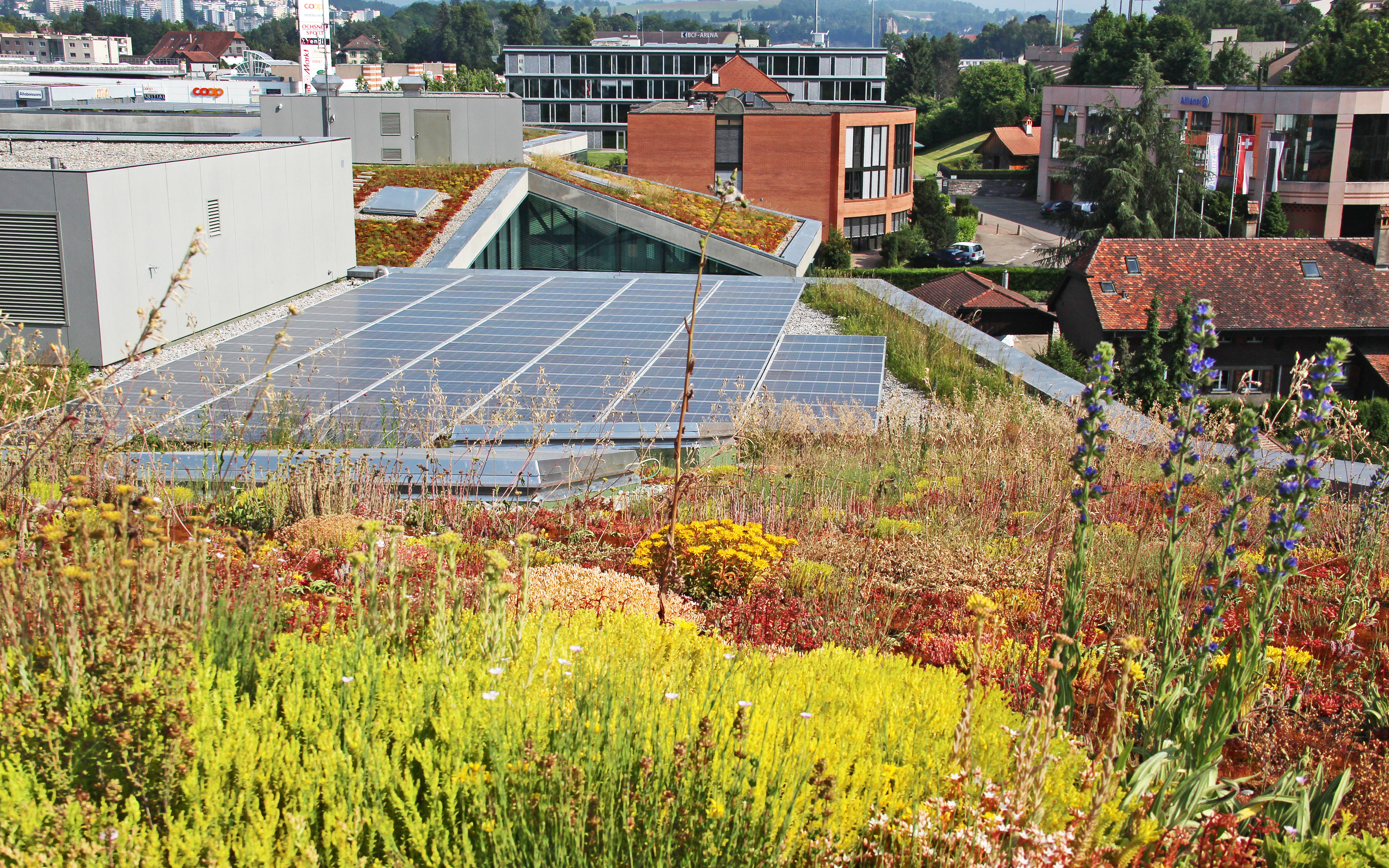 Végétalisation de toit et installation solaire