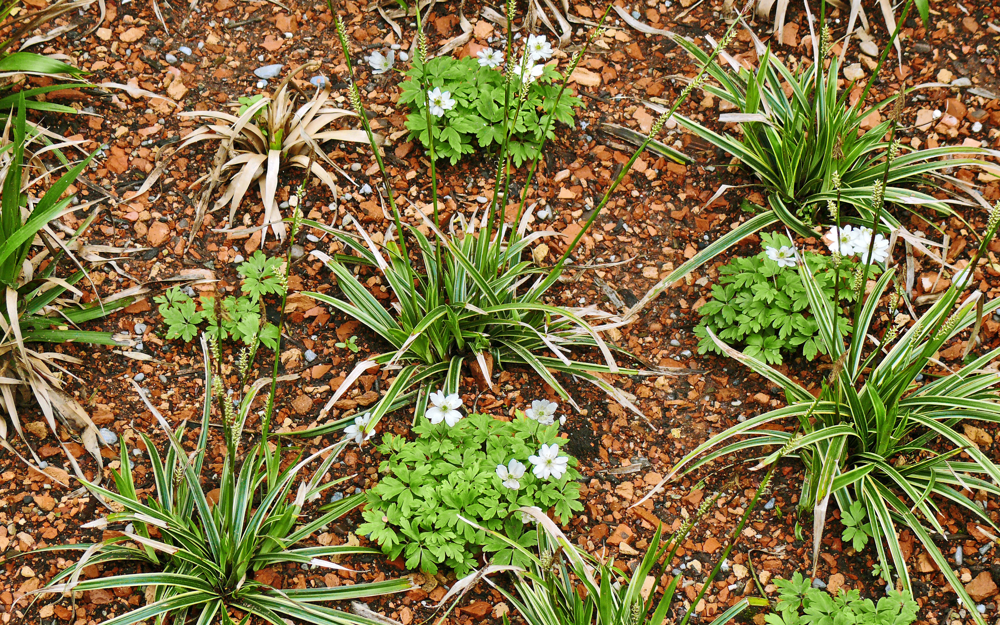 Substrato con piante perenni e graminacee ornamentali