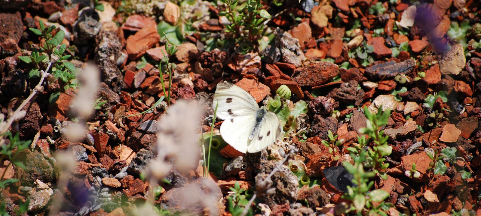 Papillon sur substrat