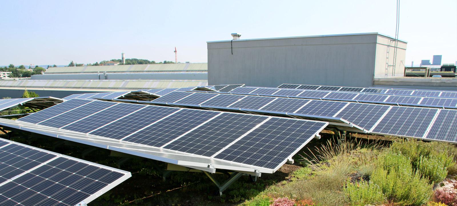 Végétalisation de toit avec Sedum et solaire