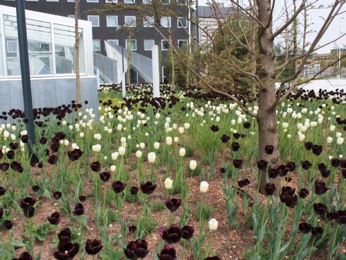Blumenbeet mit schwarzen und weissen Tulpen