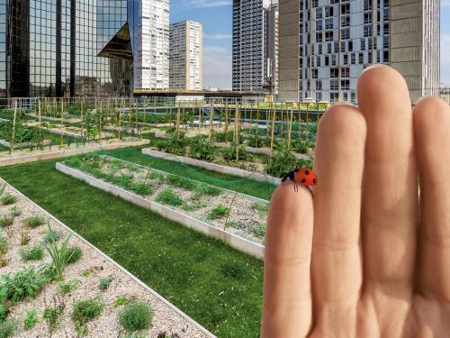 Hand mit Marienkäfer vor einem Dachgarten mit Gemüsebeeten