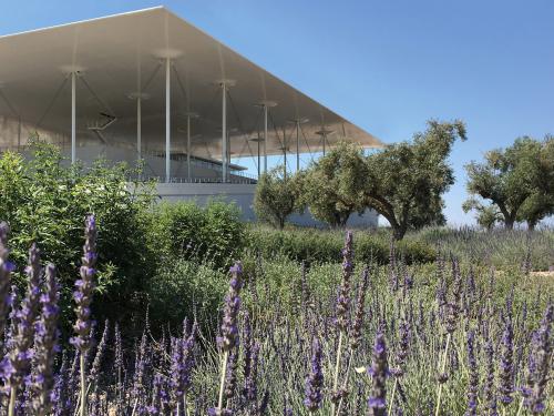 Lavendel und Olivenbäume vor einen modernen Flachdach-Gebäude