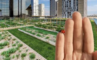 Hand mit Marienkäfer vor einem Dachgarten mit Gemüsebeeten