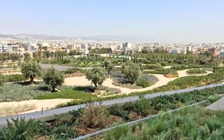 Grosses Flachdach mit Olivenbäumen und mediterranen Pflanzen