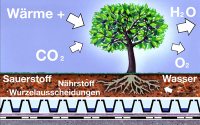 Ein Baum auf dem Dach wandelt Wärme und Kohlenstoffdioxid in Wasser und Sauerstoff um