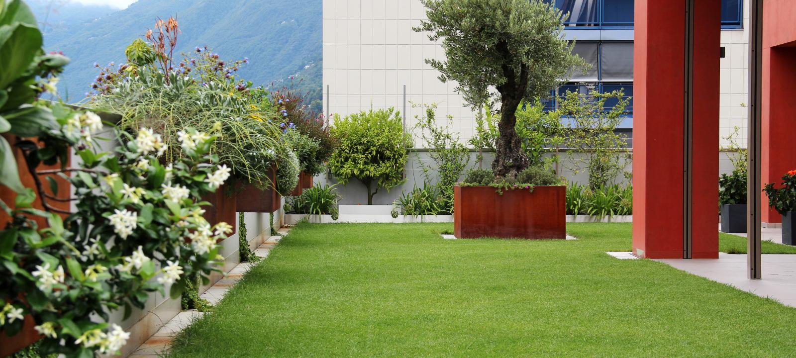 Dachgarten mit Rasen, Pflanztrog mit einer Olivenbaum und hängenden Blumenkästen