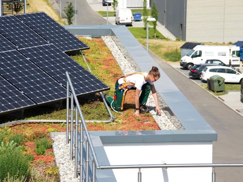 Person mit Absturzsicherung auf einem begrüntem Dach mit Solar