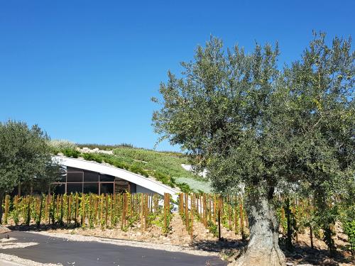 Olivenbäume vor einem begrünten Tonnendach