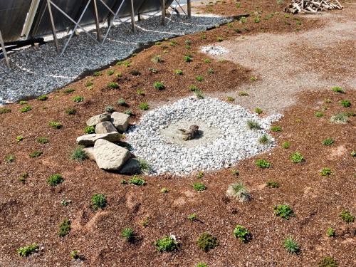 Substrat, Steine und Kiesflächen auf einem neu bepflanzten Dach