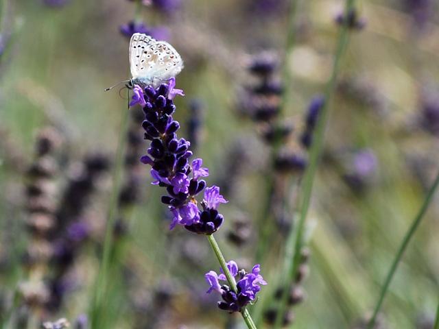 Lavandula angustifolia