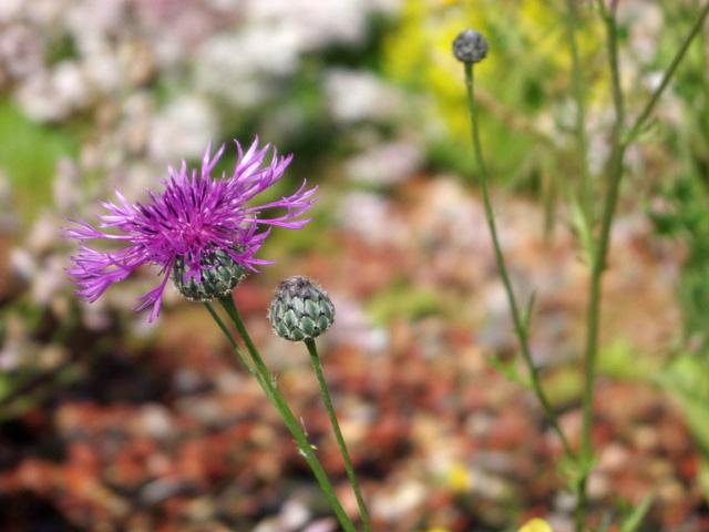 Centaurea scabiosa