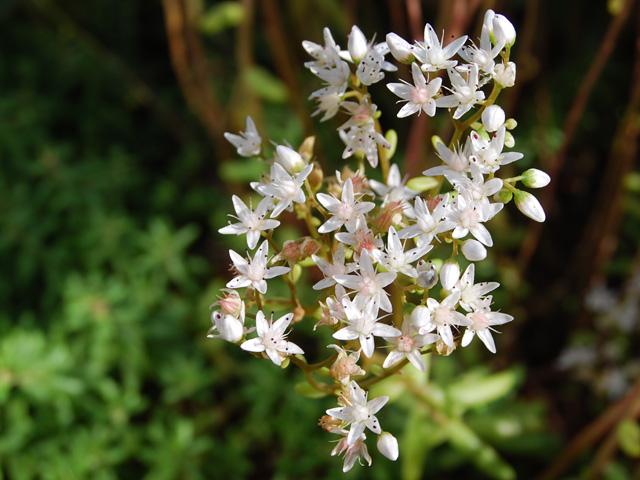 Sedum album