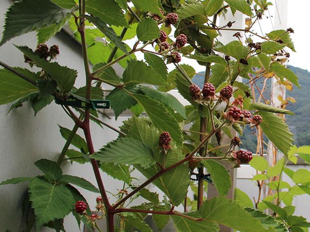 Beeren