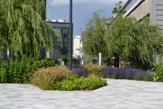 Gehbelag und üppige Begrünung mit Kleinbäumen und Lavendel