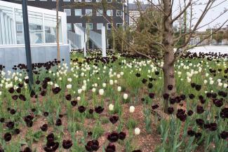 Blumenbeet mit schwarzen und weissen Tulpen