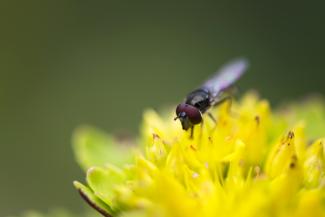 Gelbe Sedum-Blüte mit Insekt