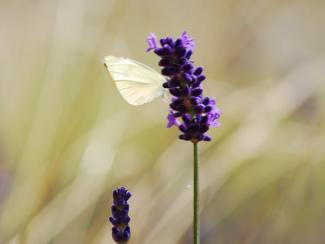 Weisser Schmetterling auf Lavendel-Blüte