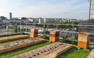 Bienenstöcke und Gemüsebeete auf einem Dach in der Grossstadt