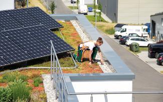 Person mit Absturzsicherung auf einem begrüntem Dach mit Solar