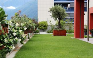 Dachgarten mit Rasen, Pflanztrog mit einer Olivenbaum und hängenden Blumenkästen