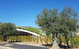 Olivenbäume vor einem begrünten Tonnendach