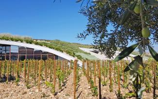 Olivenbaumzweig und Weinreben vor einem begrünten Tonnendach