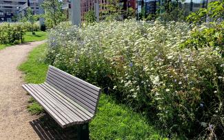 Bank vor blühenden Wiesenblumen